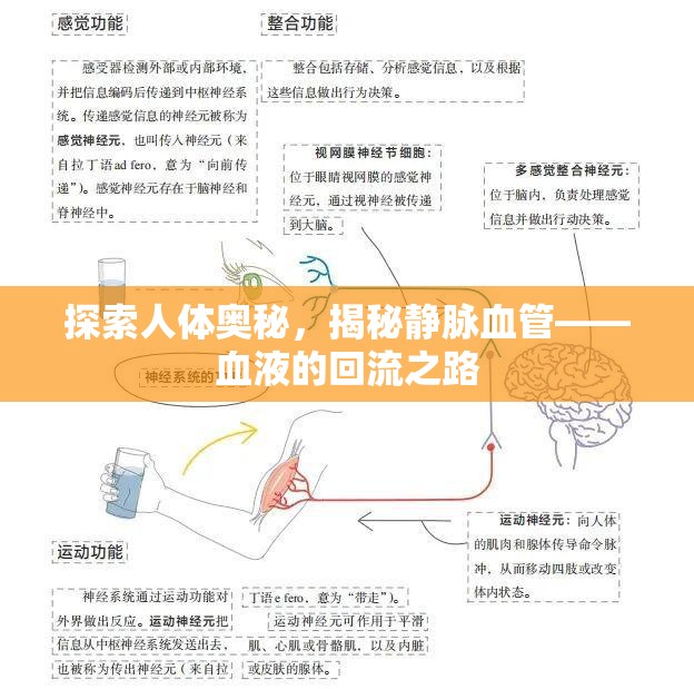 探索人體奧秘，揭秘靜脈血管——血液的回流之路