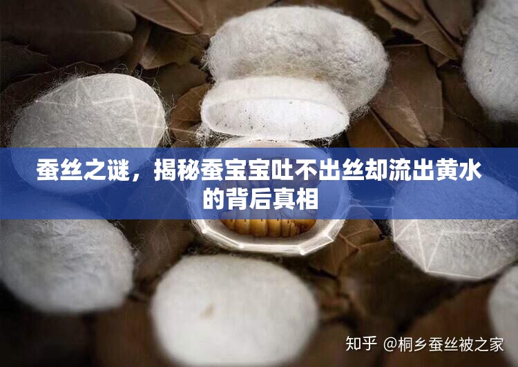蠶絲之謎，揭秘蠶寶寶吐不出絲卻流出黃水的背后真相