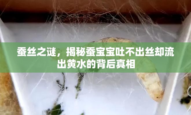 蠶絲之謎，揭秘蠶寶寶吐不出絲卻流出黃水的背后真相