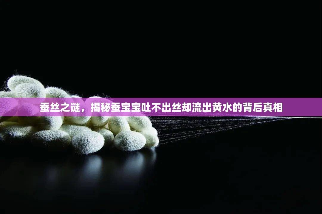蠶絲之謎，揭秘蠶寶寶吐不出絲卻流出黃水的背后真相