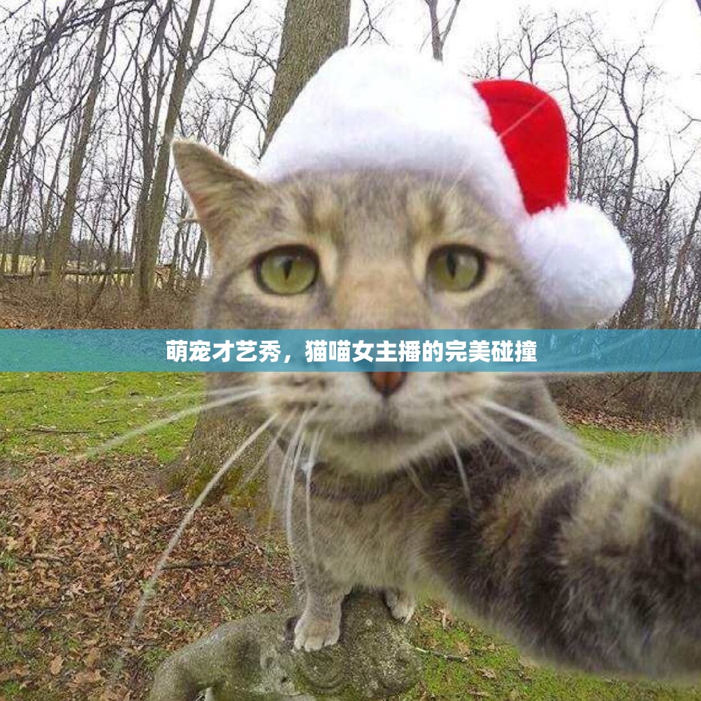 萌寵才藝秀，貓喵女主播的完美碰撞