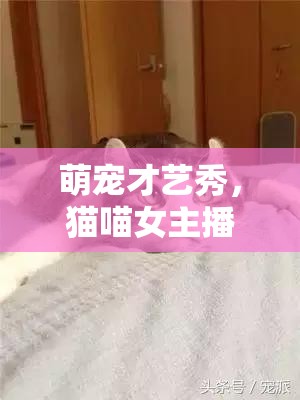 萌寵才藝秀，貓喵女主播的完美碰撞