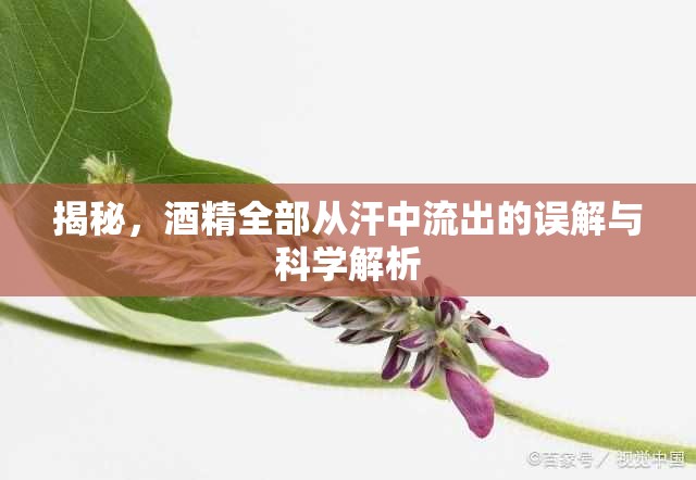 揭秘，酒精全部從汗中流出的誤解與科學解析