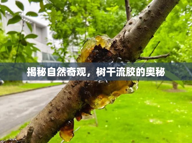 揭秘自然奇觀，樹干流膠的奧秘