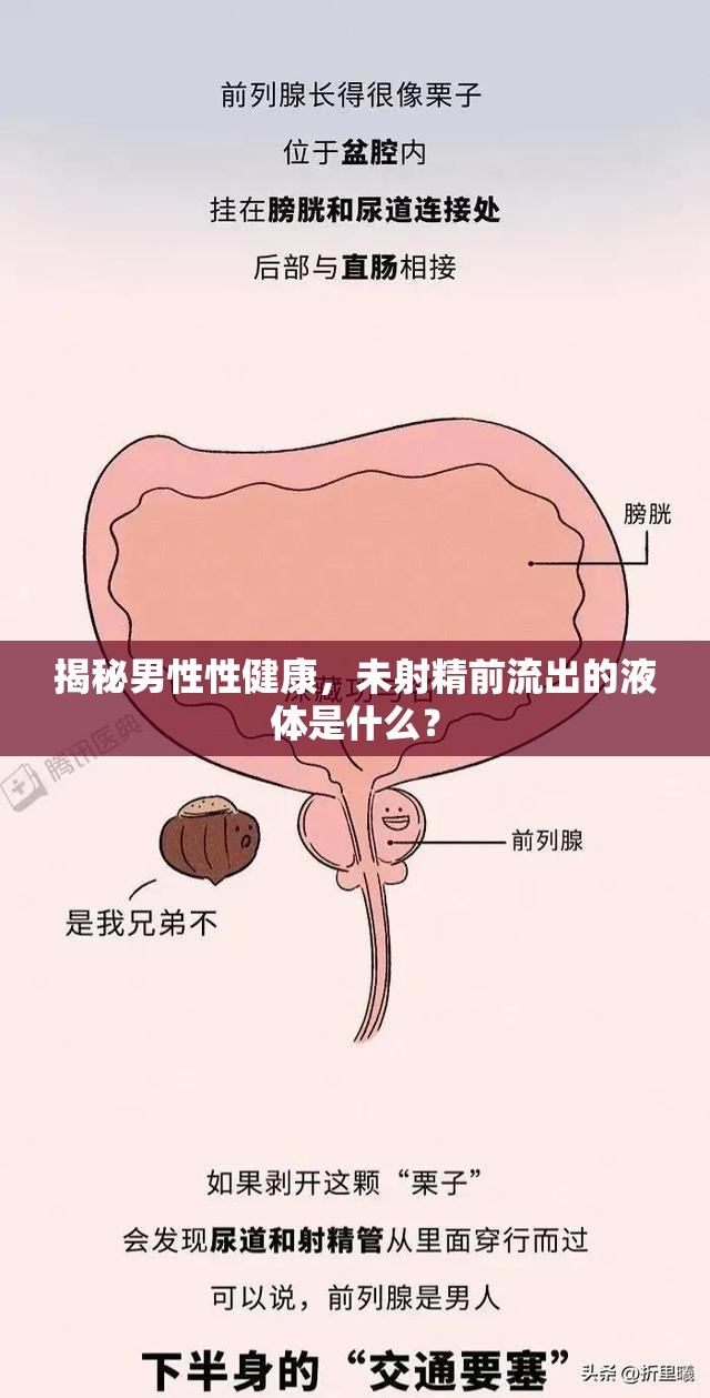 揭秘男性性健康，未射精前流出的液體是什么？