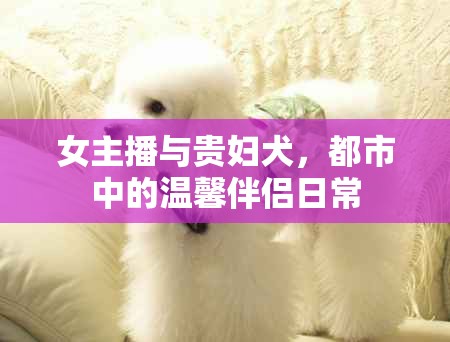女主播與貴婦犬，都市中的溫馨伴侶日常