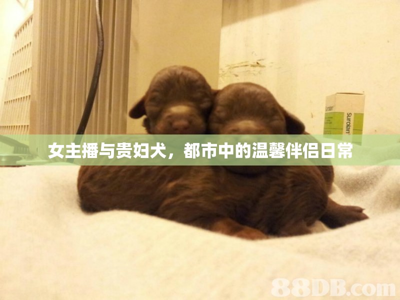 女主播與貴婦犬，都市中的溫馨伴侶日常