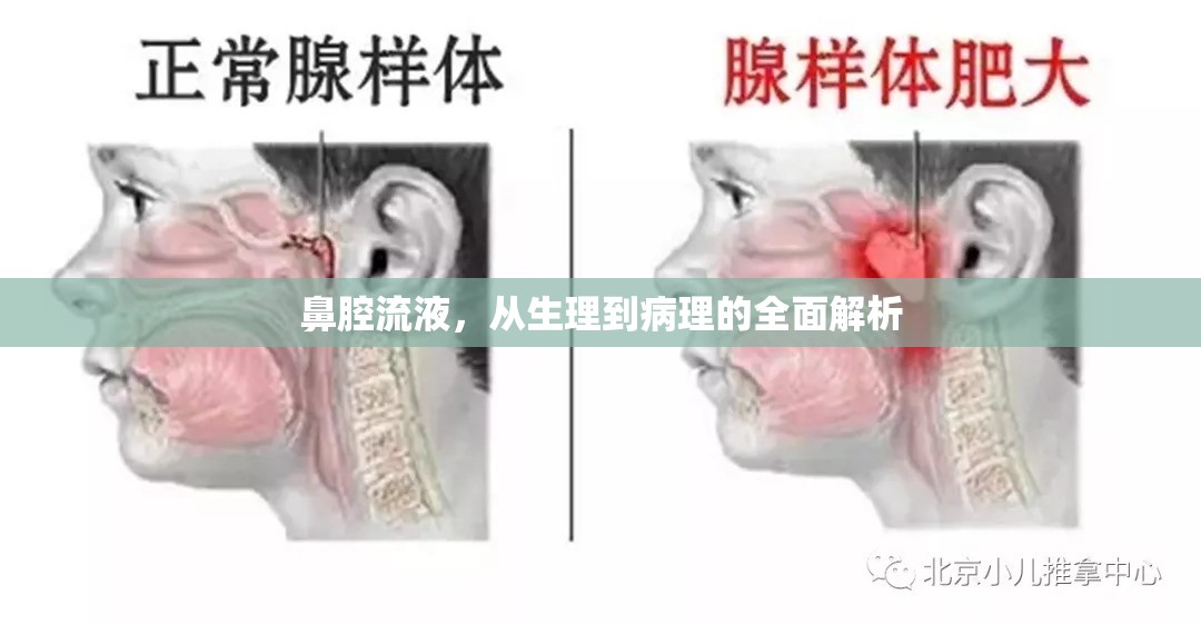 鼻腔流液，從生理到病理的全面解析