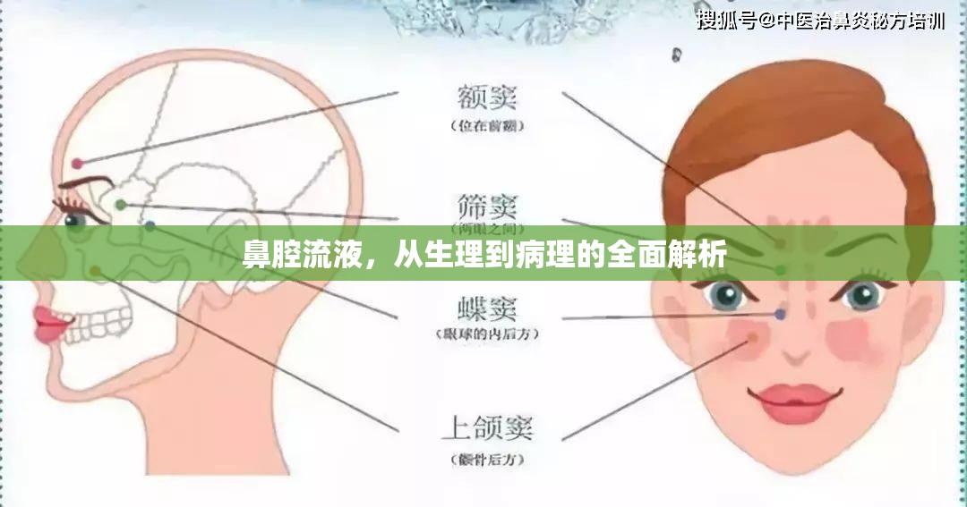 鼻腔流液，從生理到病理的全面解析