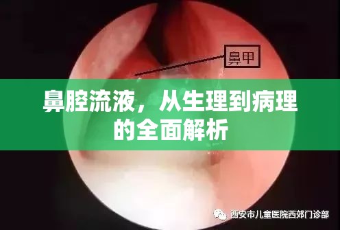 鼻腔流液，從生理到病理的全面解析