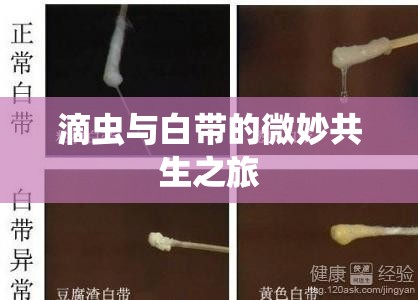滴蟲(chóng)與白帶的微妙共生之旅