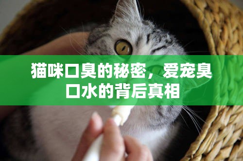 貓咪口臭的秘密，愛寵臭口水的背后真相