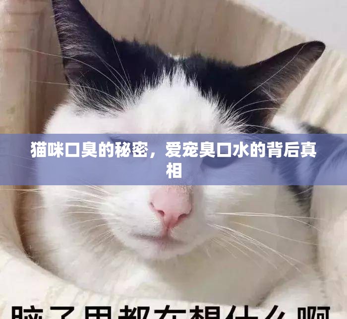 貓咪口臭的秘密，愛寵臭口水的背后真相