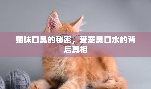 貓咪口臭的秘密，愛寵臭口水的背后真相