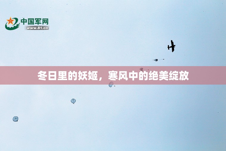 冬日里的妖姬，寒風(fēng)中的絕美綻放