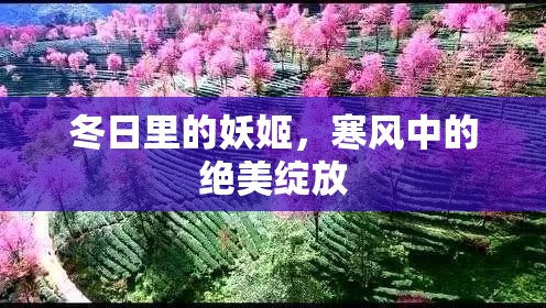 冬日里的妖姬，寒風(fēng)中的絕美綻放