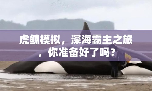 虎鯨模擬，深海霸主之旅，你準(zhǔn)備好了嗎？