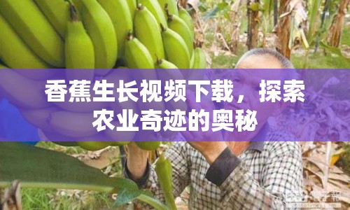 香蕉生長視頻下載，探索農(nóng)業(yè)奇跡的奧秘