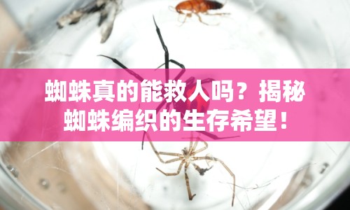 蜘蛛真的能救人嗎？揭秘蜘蛛編織的生存希望！