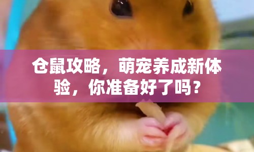 倉(cāng)鼠攻略，萌寵養(yǎng)成新體驗(yàn)，你準(zhǔn)備好了嗎？
