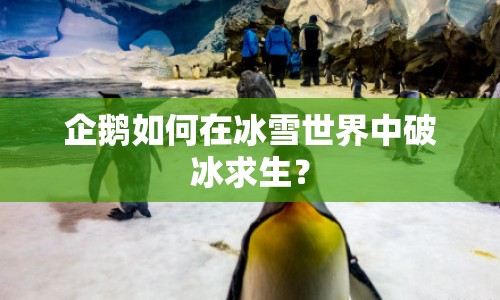 企鵝如何在冰雪世界中破冰求生？