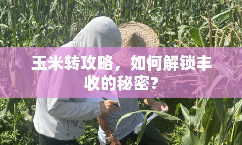 玉米轉(zhuǎn)攻略，如何解鎖豐收的秘密？
