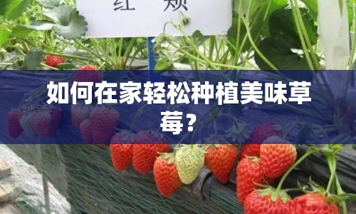 如何在家輕松種植美味草莓？