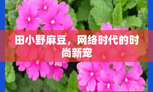 田小野麻豆，網(wǎng)絡(luò)時代的時尚新寵