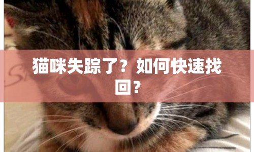貓咪失蹤了？如何快速找回？