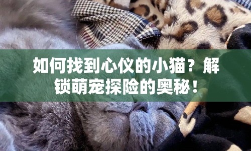 如何找到心儀的小貓？解鎖萌寵探險(xiǎn)的奧秘！