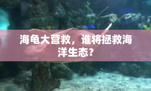 海龜大營救，誰將拯救海洋生態(tài)？