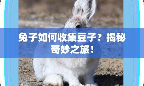 兔子如何收集豆子？揭秘奇妙之旅！