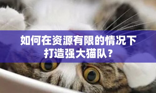 如何在資源有限的情況下打造強大貓隊？