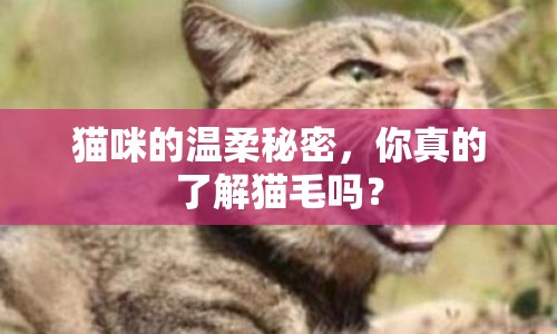 貓咪的溫柔秘密，你真的了解貓毛嗎？