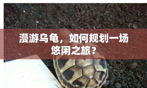 漫游烏龜，如何規(guī)劃一場悠閑之旅？