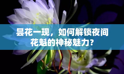 曇花一現(xiàn)，如何解鎖夜間花魁的神秘魅力？