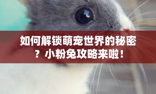 如何解鎖萌寵世界的秘密？小粉兔攻略來(lái)啦！