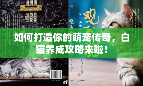 如何打造你的萌寵傳奇，白貓養(yǎng)成攻略來啦！