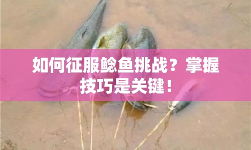 如何征服鯰魚(yú)挑戰(zhàn)？掌握技巧是關(guān)鍵！
