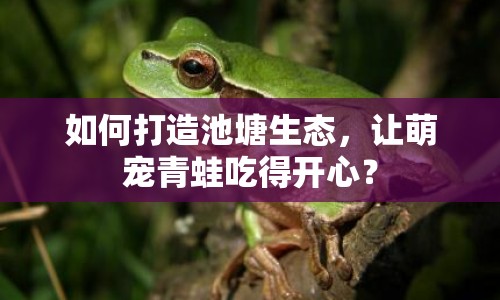 如何打造池塘生態(tài)，讓萌寵青蛙吃得開心？