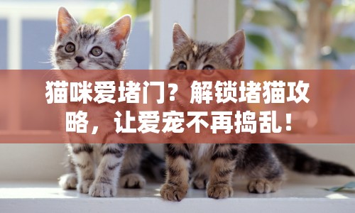 貓咪愛堵門？解鎖堵貓攻略，讓愛寵不再搗亂！