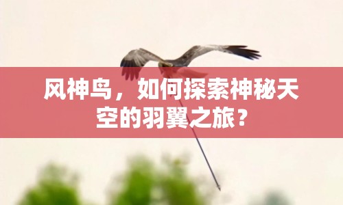 風神鳥，如何探索神秘天空的羽翼之旅？