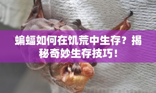 蝙蝠如何在饑荒中生存？揭秘奇妙生存技巧！