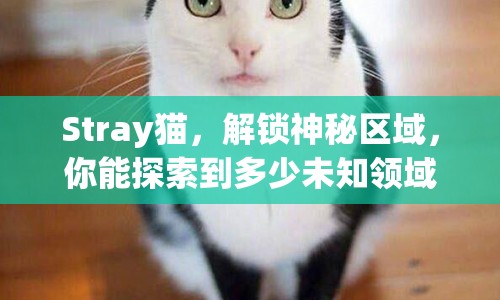 Stray貓，解鎖神秘區(qū)域，你能探索到多少未知領(lǐng)域？