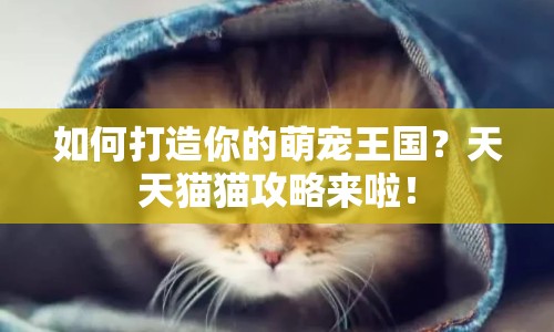 如何打造你的萌寵王國？天天貓貓攻略來啦！