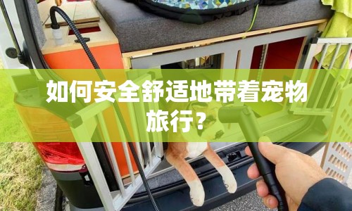 如何安全舒適地帶著寵物旅行？