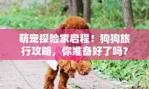 萌寵探險(xiǎn)家啟程！狗狗旅行攻略，你準(zhǔn)備好了嗎？