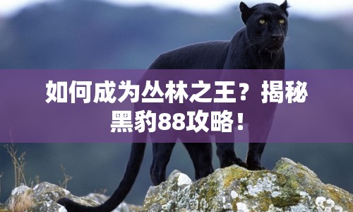 如何成為叢林之王？揭秘黑豹88攻略！