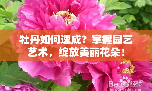 牡丹如何速成？掌握?qǐng)@藝藝術(shù)，綻放美麗花朵！