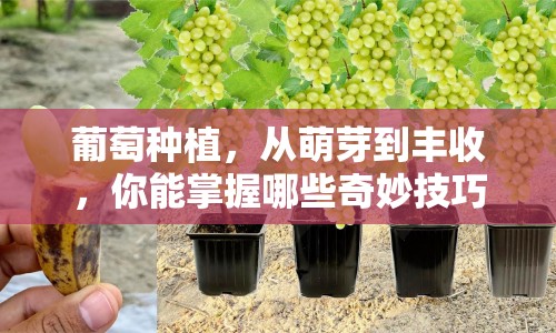 葡萄種植，從萌芽到豐收，你能掌握哪些奇妙技巧？